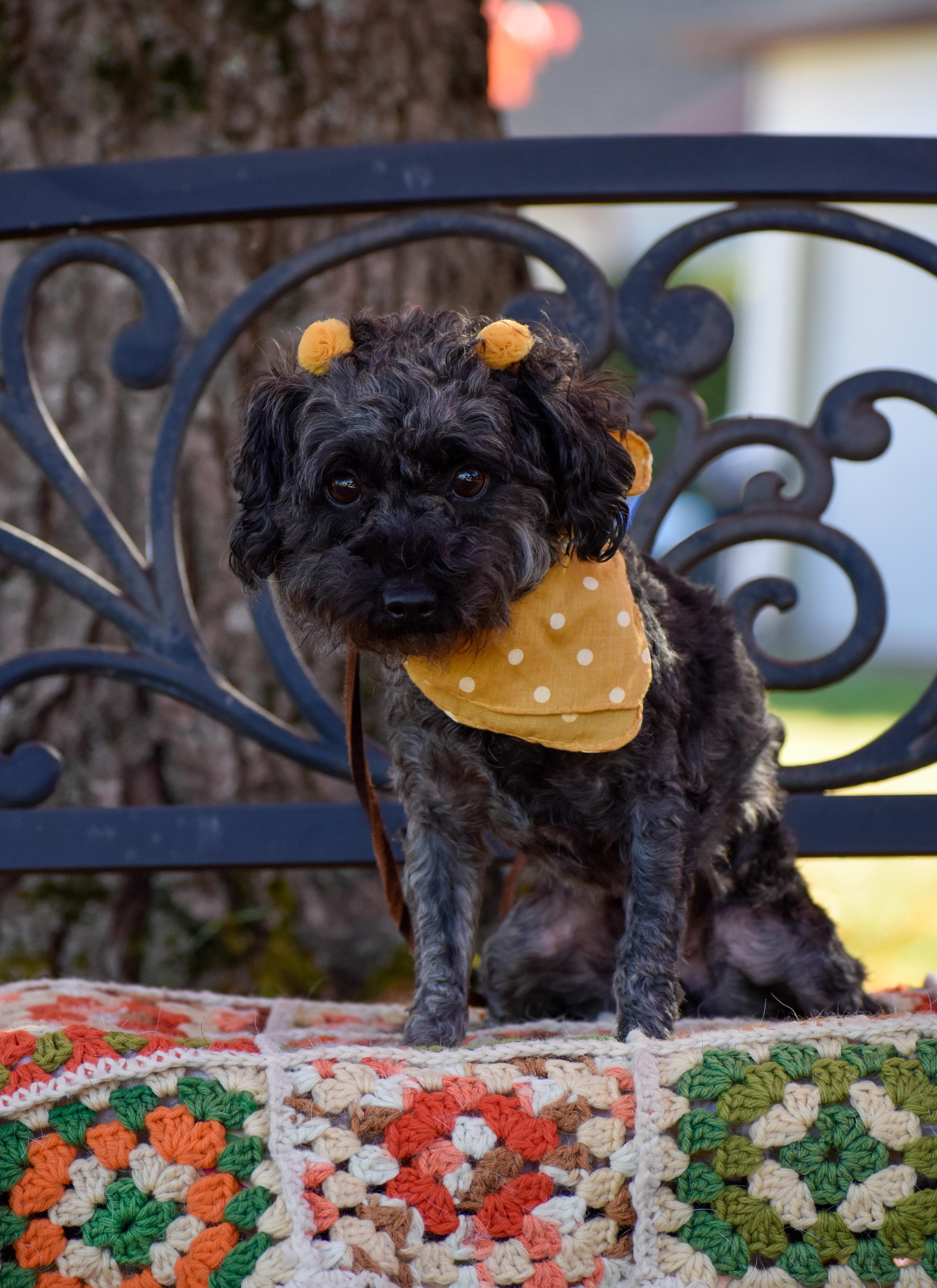 Curly Sue, a Adoptable Miniature Poodle in Indianapolis, IN image 2/5