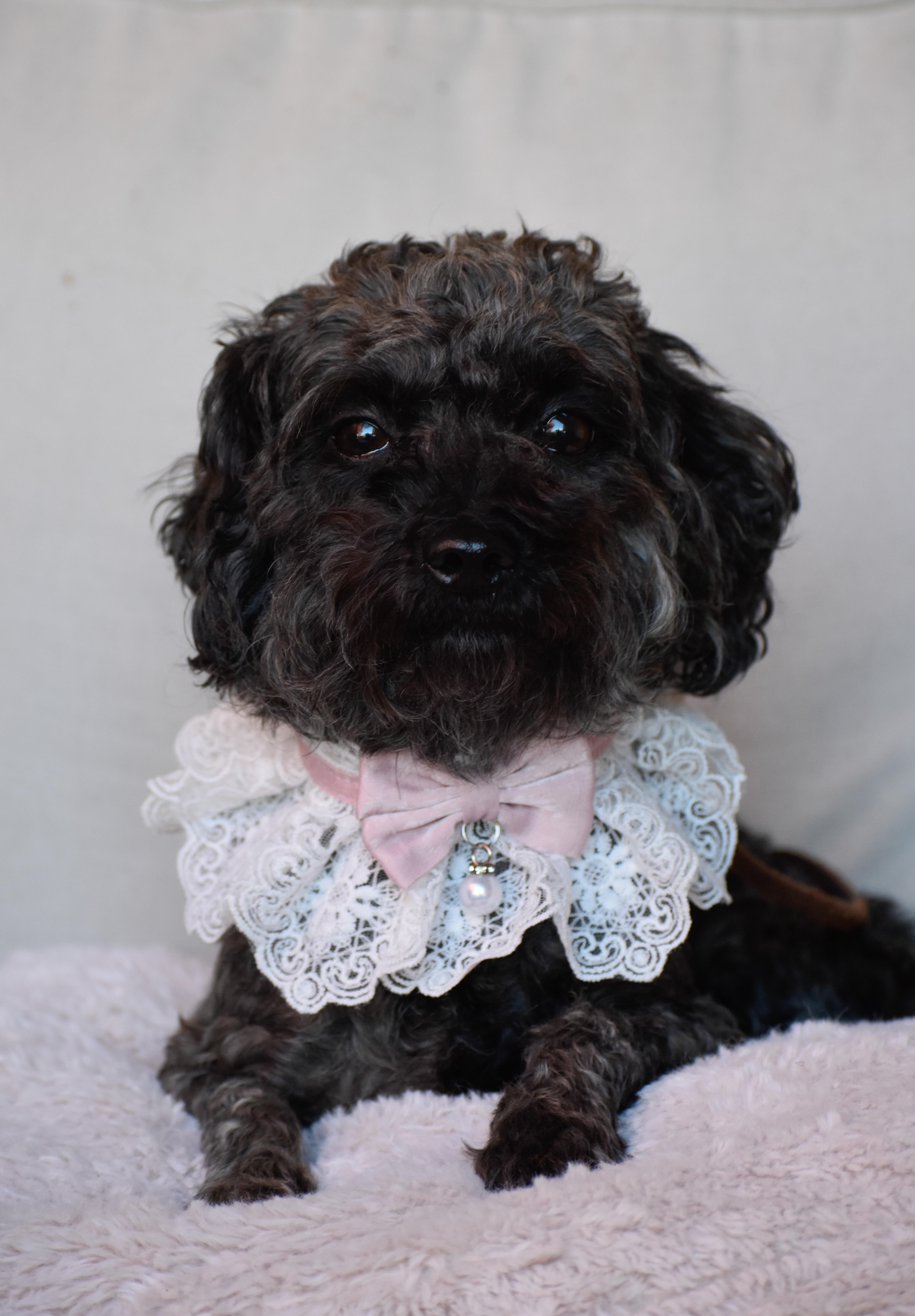 Curly Sue, a Adoptable Miniature Poodle in Indianapolis, IN image 1/5