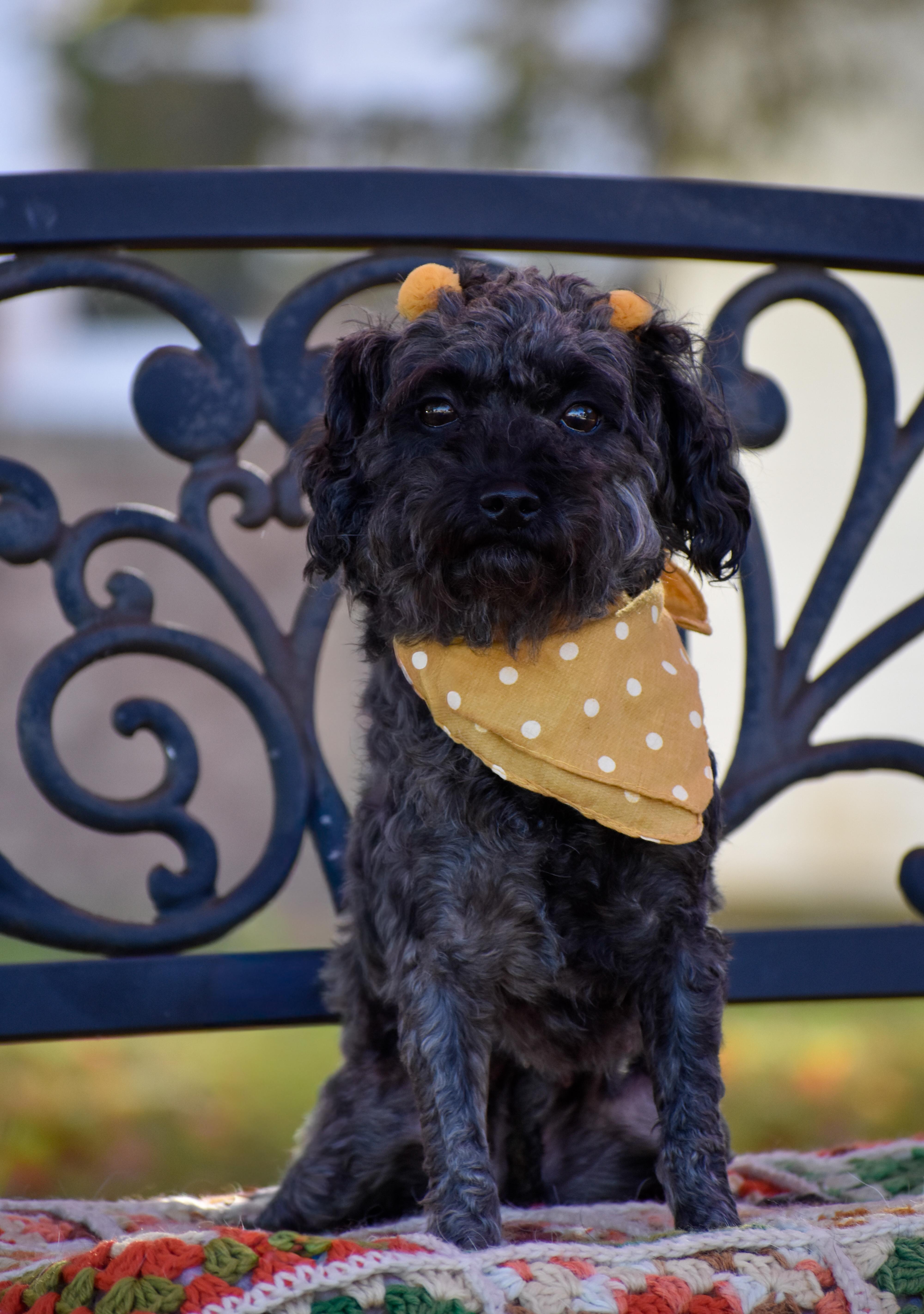 Curly Sue, a Adoptable Miniature Poodle in Indianapolis, IN image 3/5