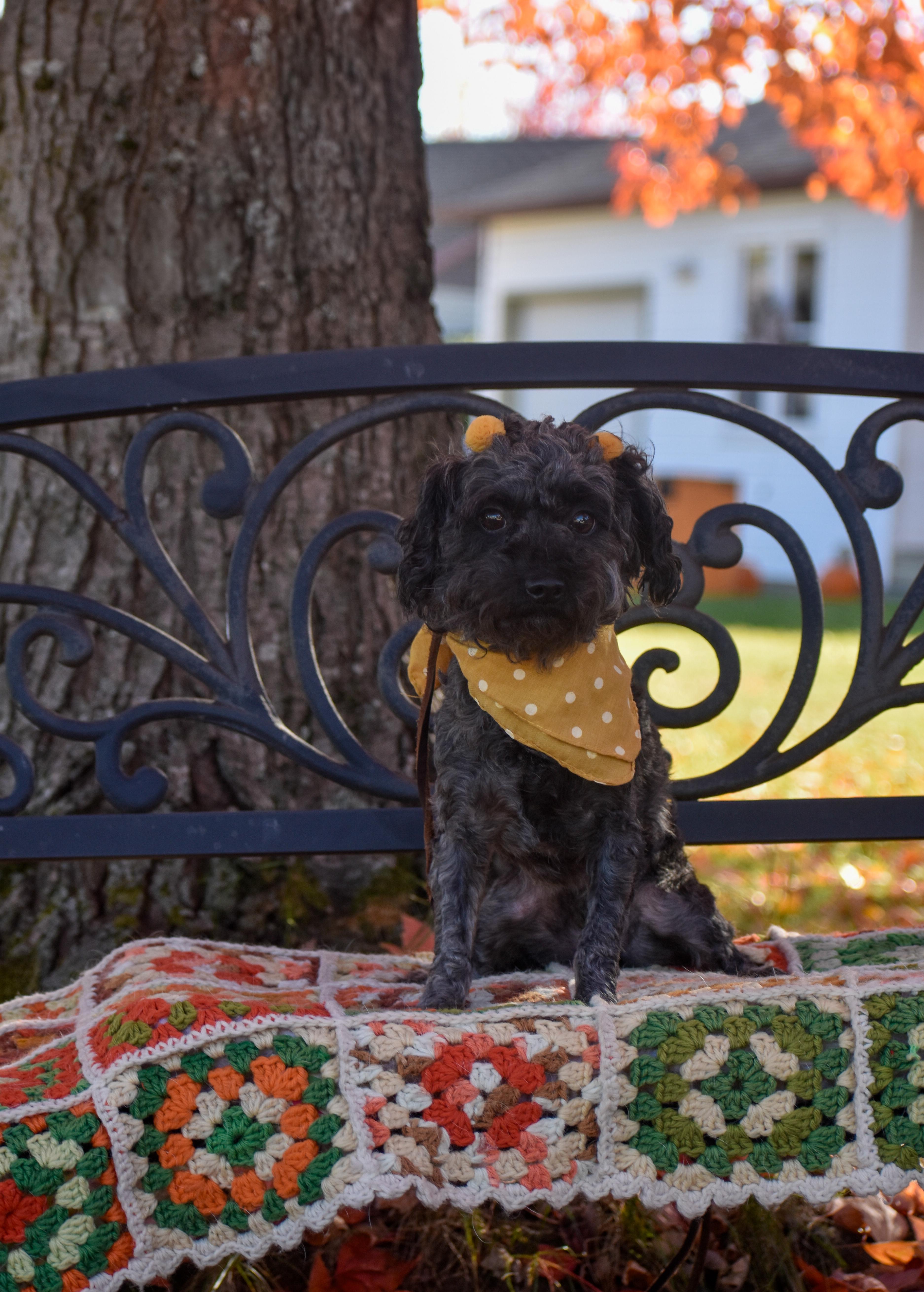 Curly Sue, a Adoptable Miniature Poodle in Indianapolis, IN image 4/5