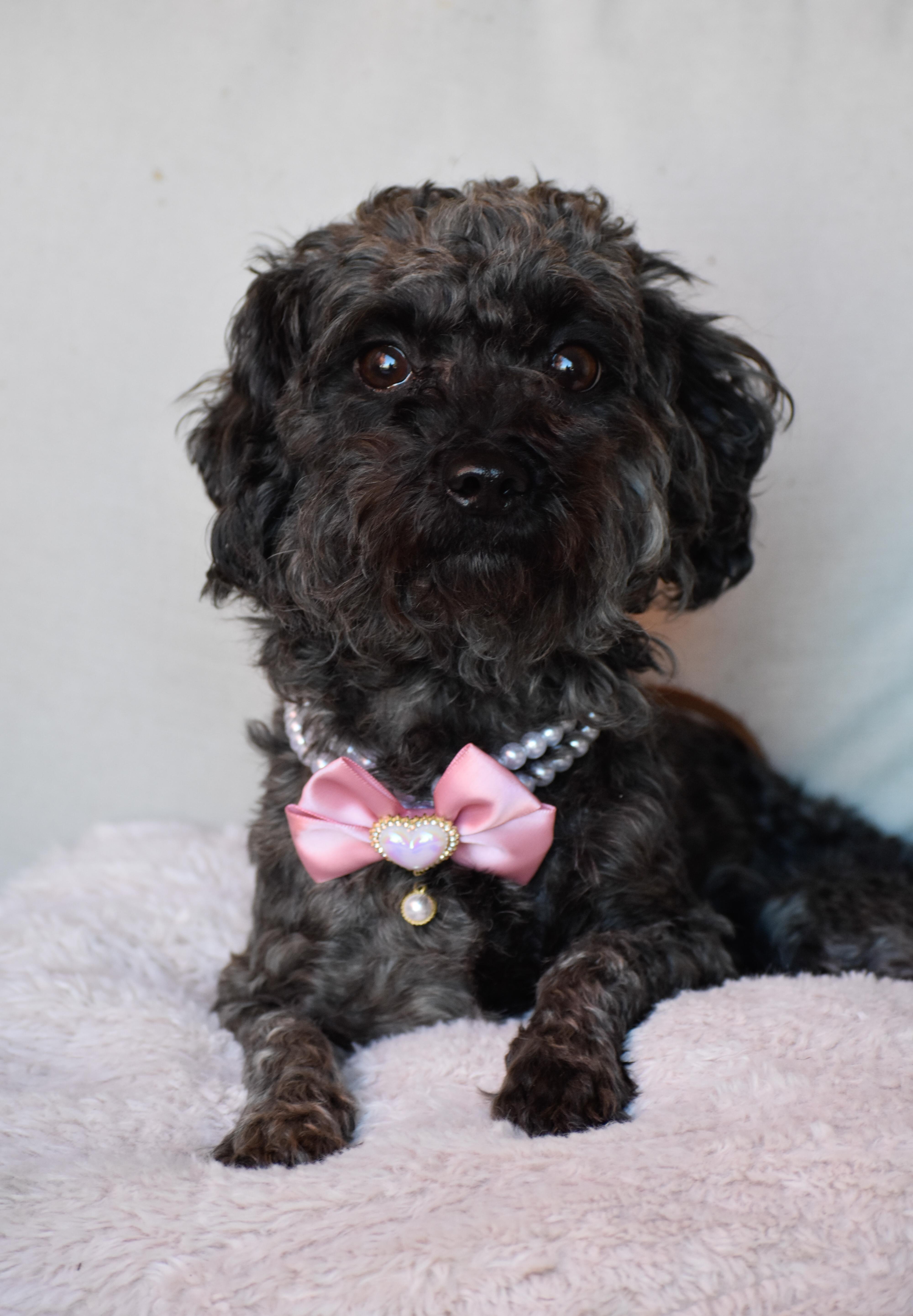 Curly Sue, a Adoptable Miniature Poodle in Indianapolis, IN image 5/5