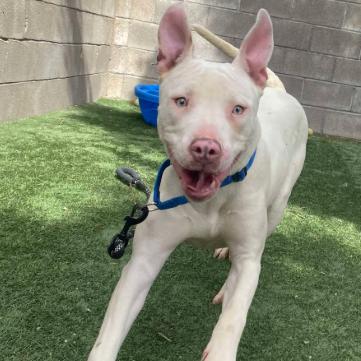 Enlarge Summer, a Adoptable mixed breed in Fort Collins, CO image 1/6