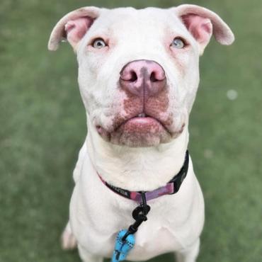 Enlarge Summer, a Adoptable mixed breed in Fort Collins, CO image 2/6