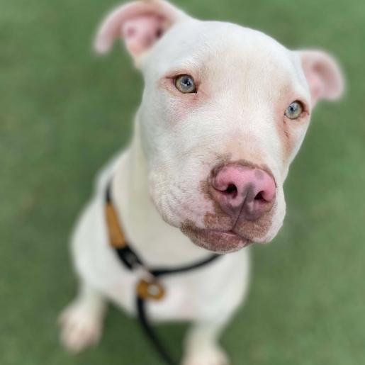 Enlarge Summer, a Adoptable mixed breed in Fort Collins, CO image 3/6