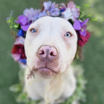 Enlarge Summer, a Adoptable mixed breed in Fort Collins, CO image 4/6