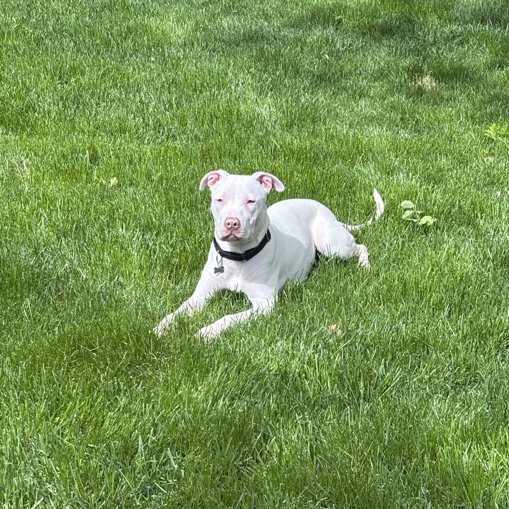 Enlarge Summer, a Adoptable mixed breed in Fort Collins, CO image 5/6