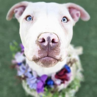 Enlarge Summer, a Adoptable mixed breed in Fort Collins, CO image 6/6