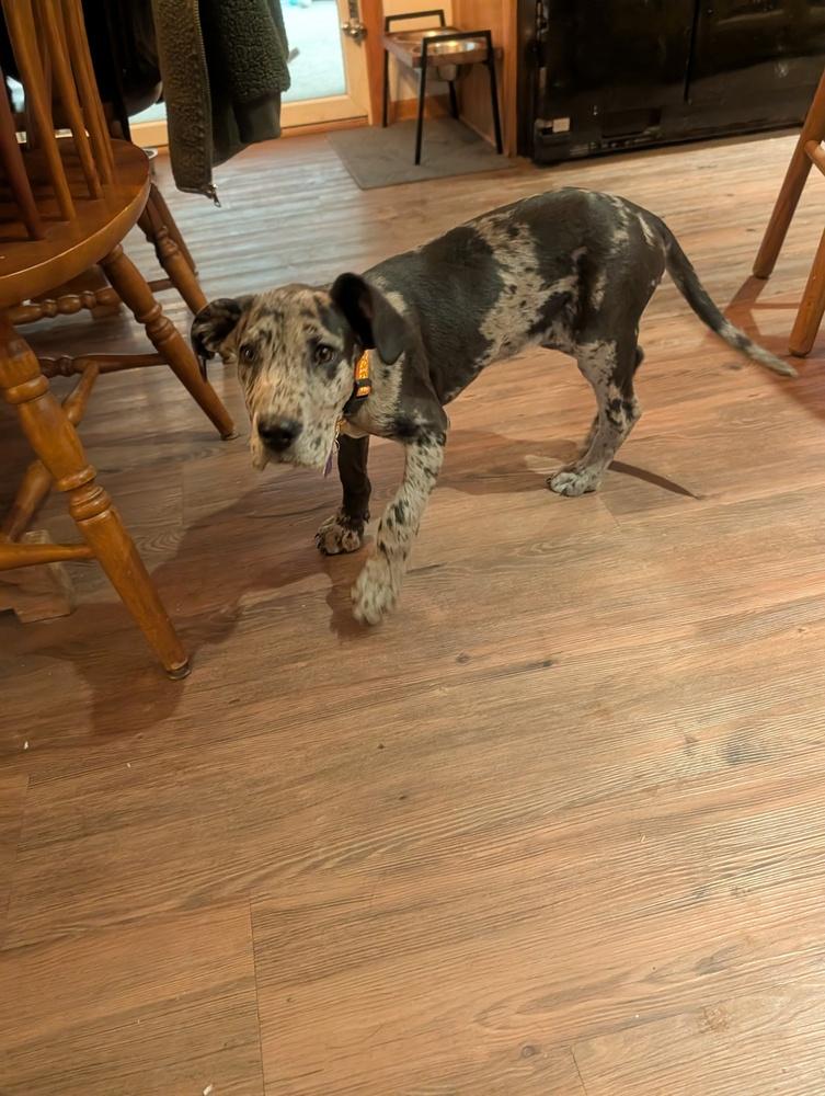 Shego, Adoptable, Puppy Female Great Dane & Catahoula Leopard Dog.