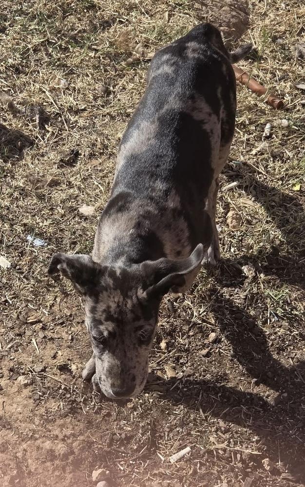 Enlarge Shego, a Adoptable mixed breed in Waunakee, WI image 3/4