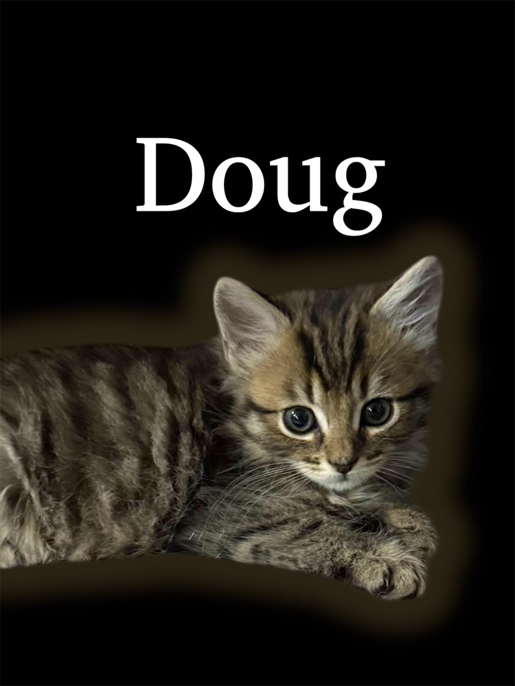 Doug, ADOPTABLE, Kitten Male Domestic Medium Hair.