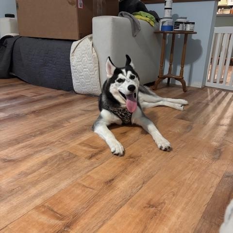 Clint, a Adoptable Husky in Covington, KY image 1/4