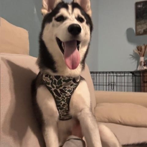 Clint, a Adoptable Husky in Covington, KY image 2/4