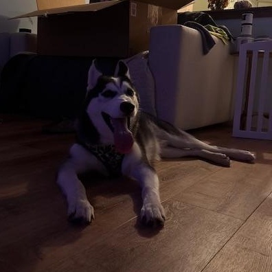 Clint, a Adoptable Husky in Covington, KY image 3/4