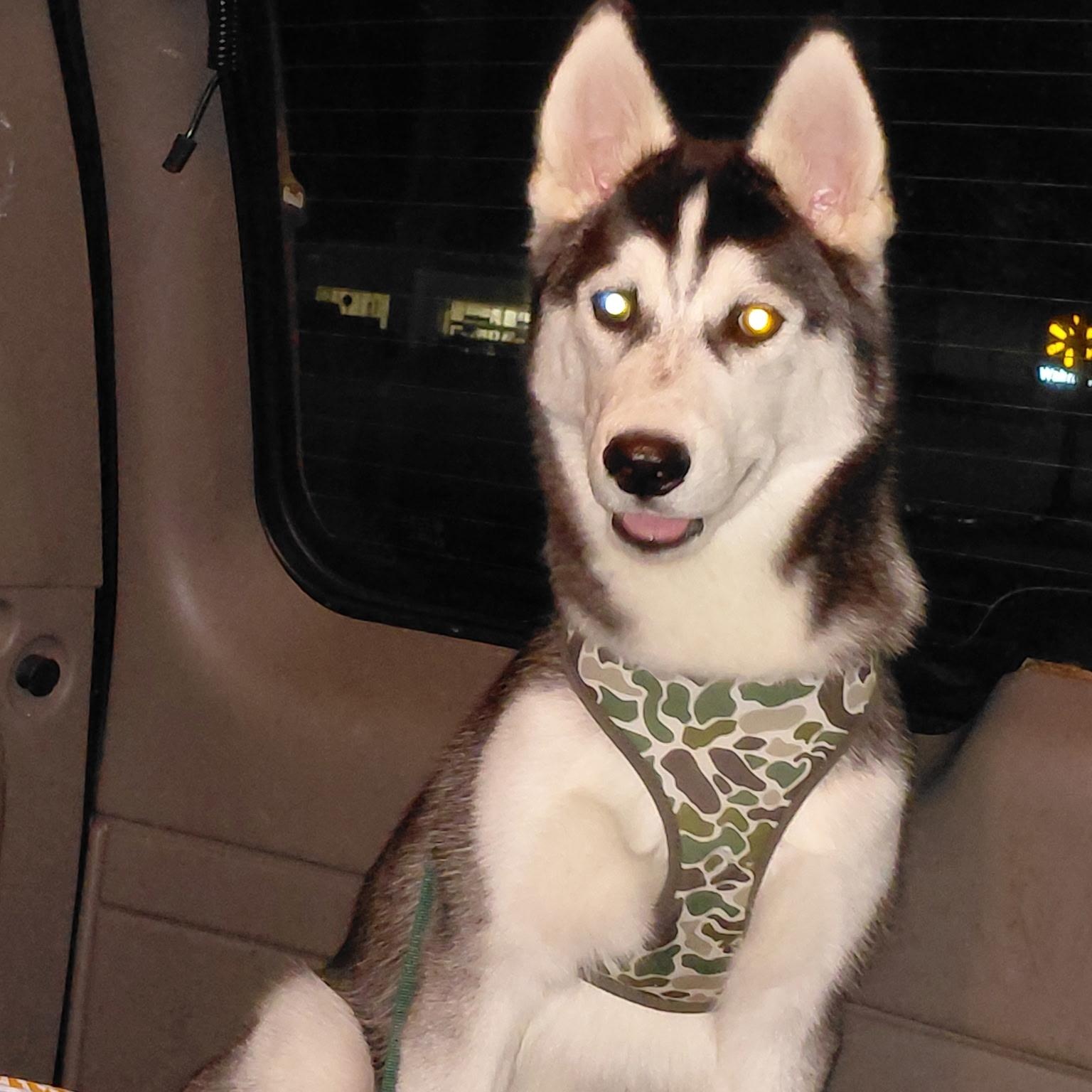 Clint, Adoptable, Young Male Husky.