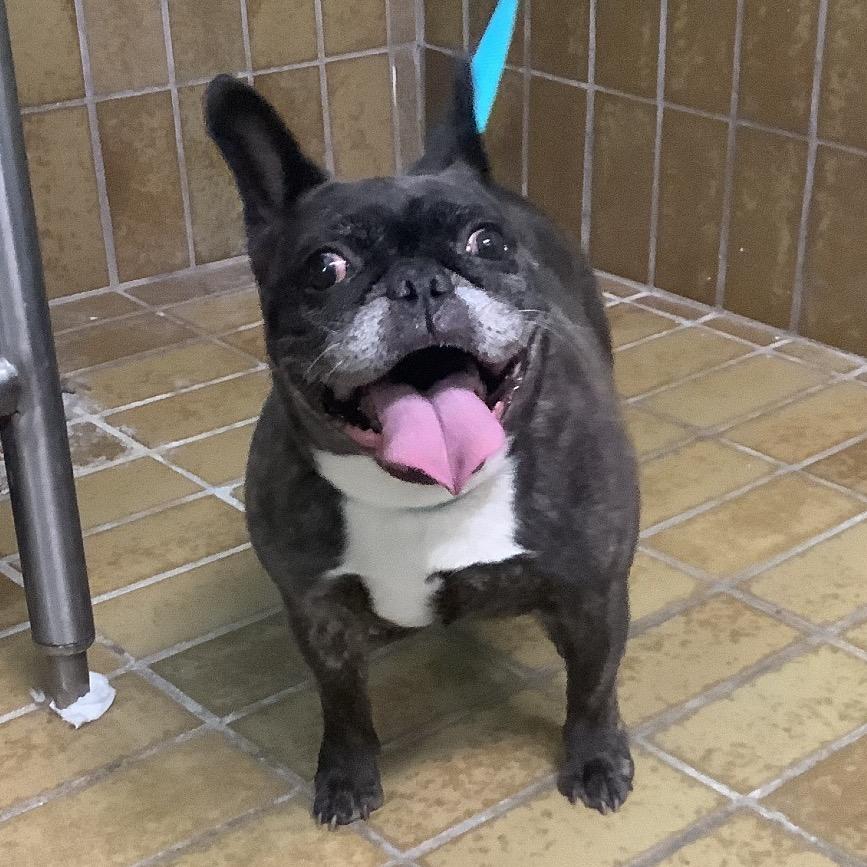 Rayne*, a Adoptable French Bulldog in San Gabriel, CA image 1/2