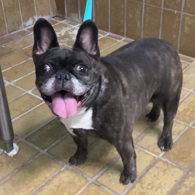Rayne*, a Adoptable French Bulldog in San Gabriel, CA image 2/2