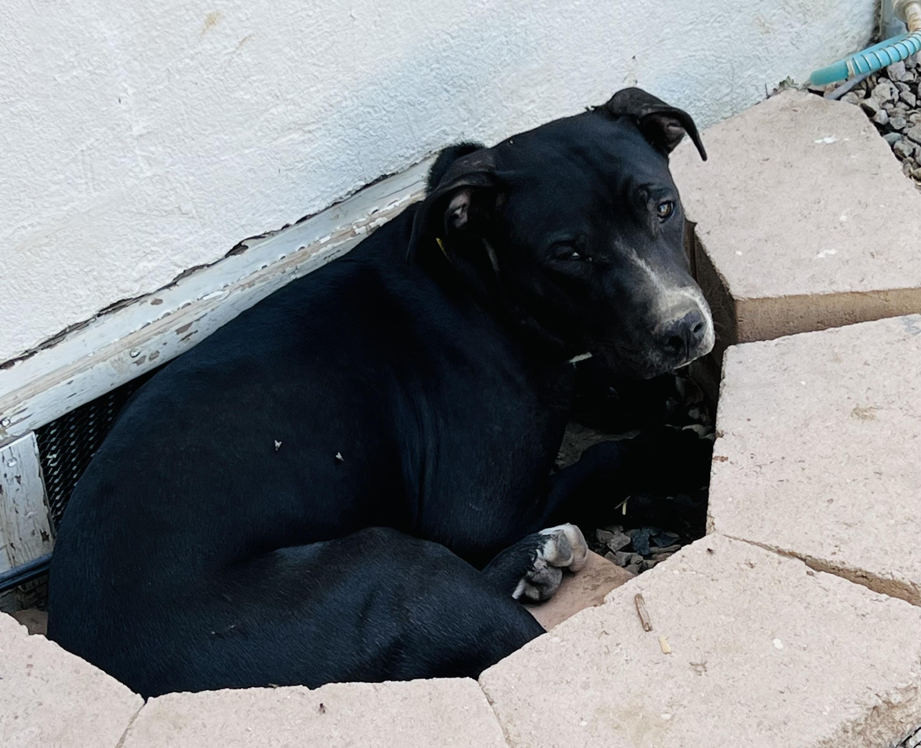 Ruger