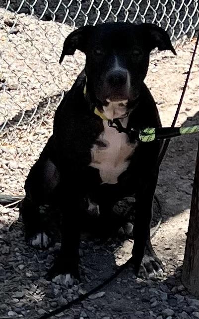 Ruger