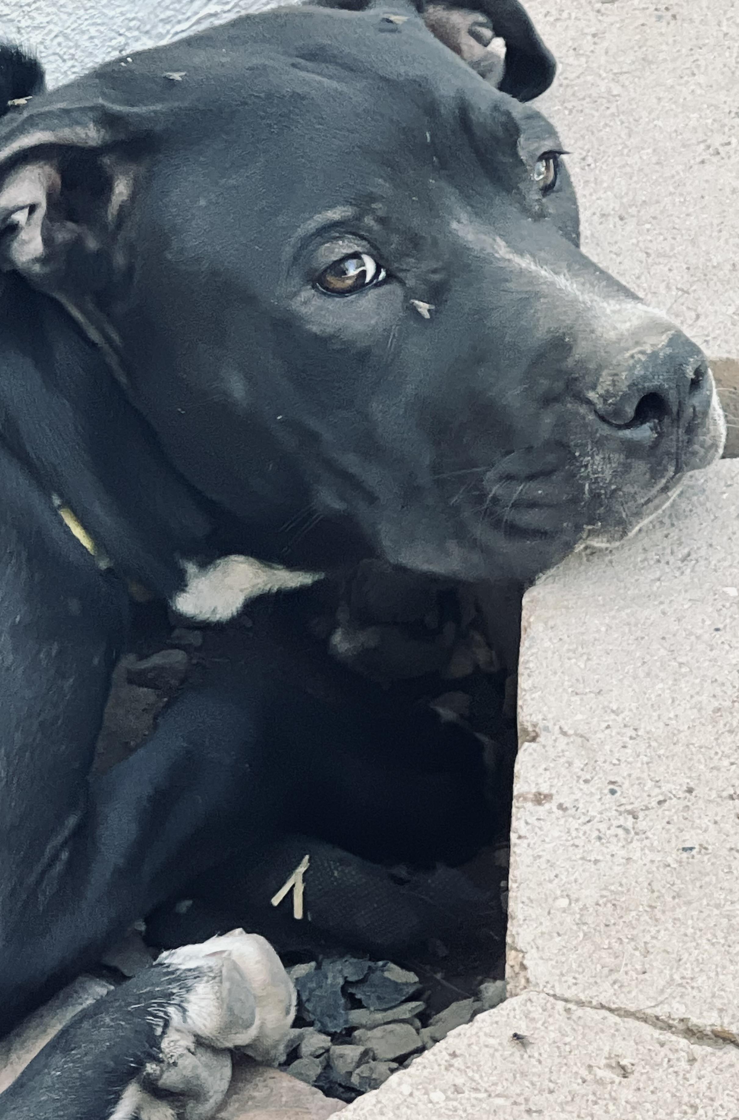 Ruger