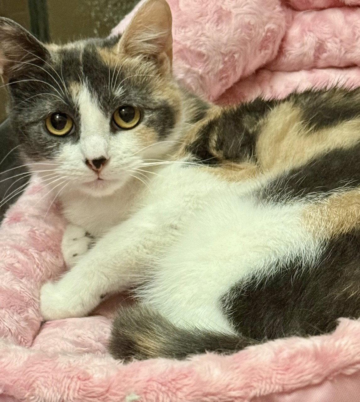 CREAMPUFF, Adopted, Young Female Domestic Short Hair.