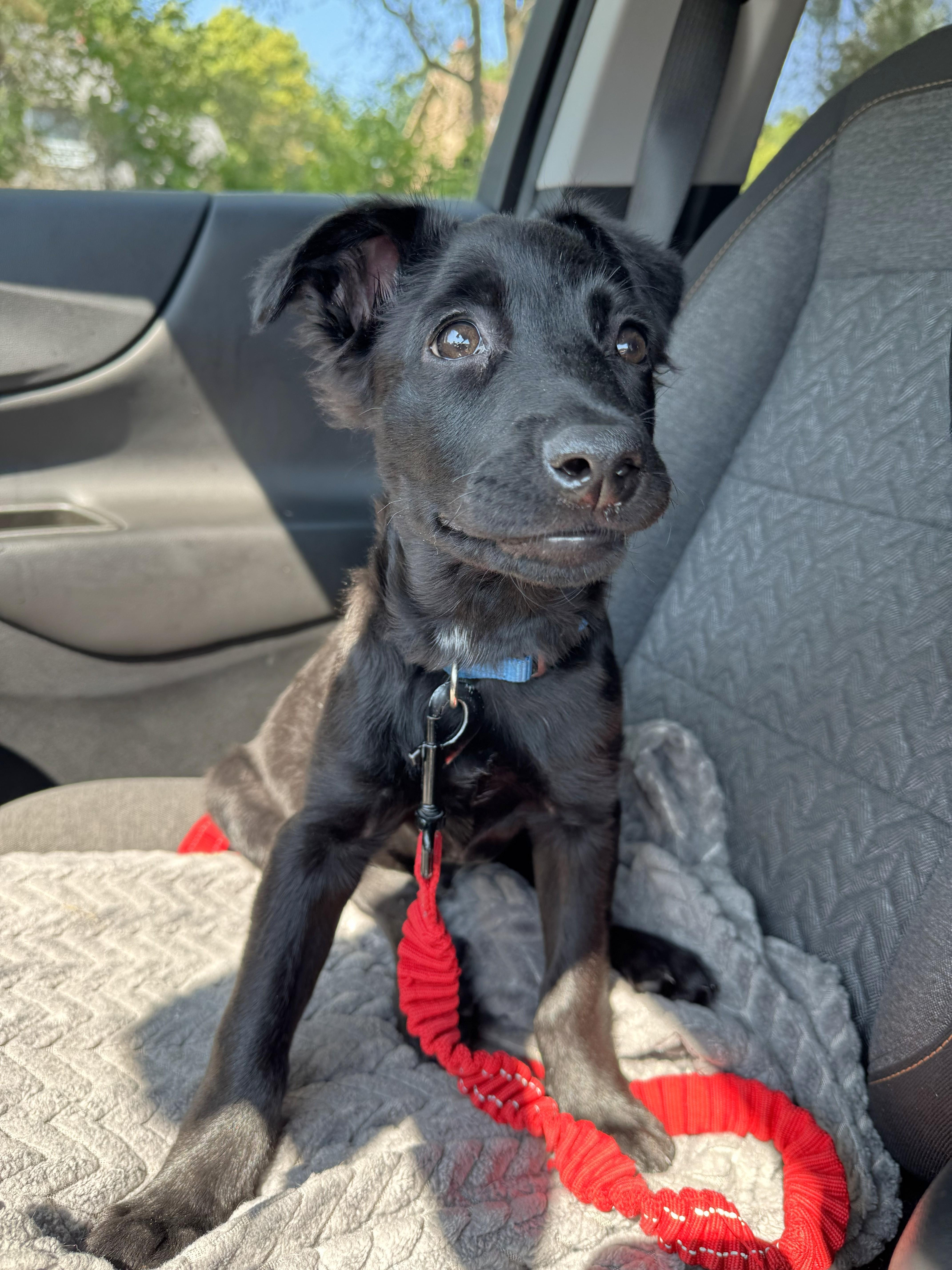 Oliver, a ADOPTABLE Mixed Breed in Schaumburg, IL image 4/5