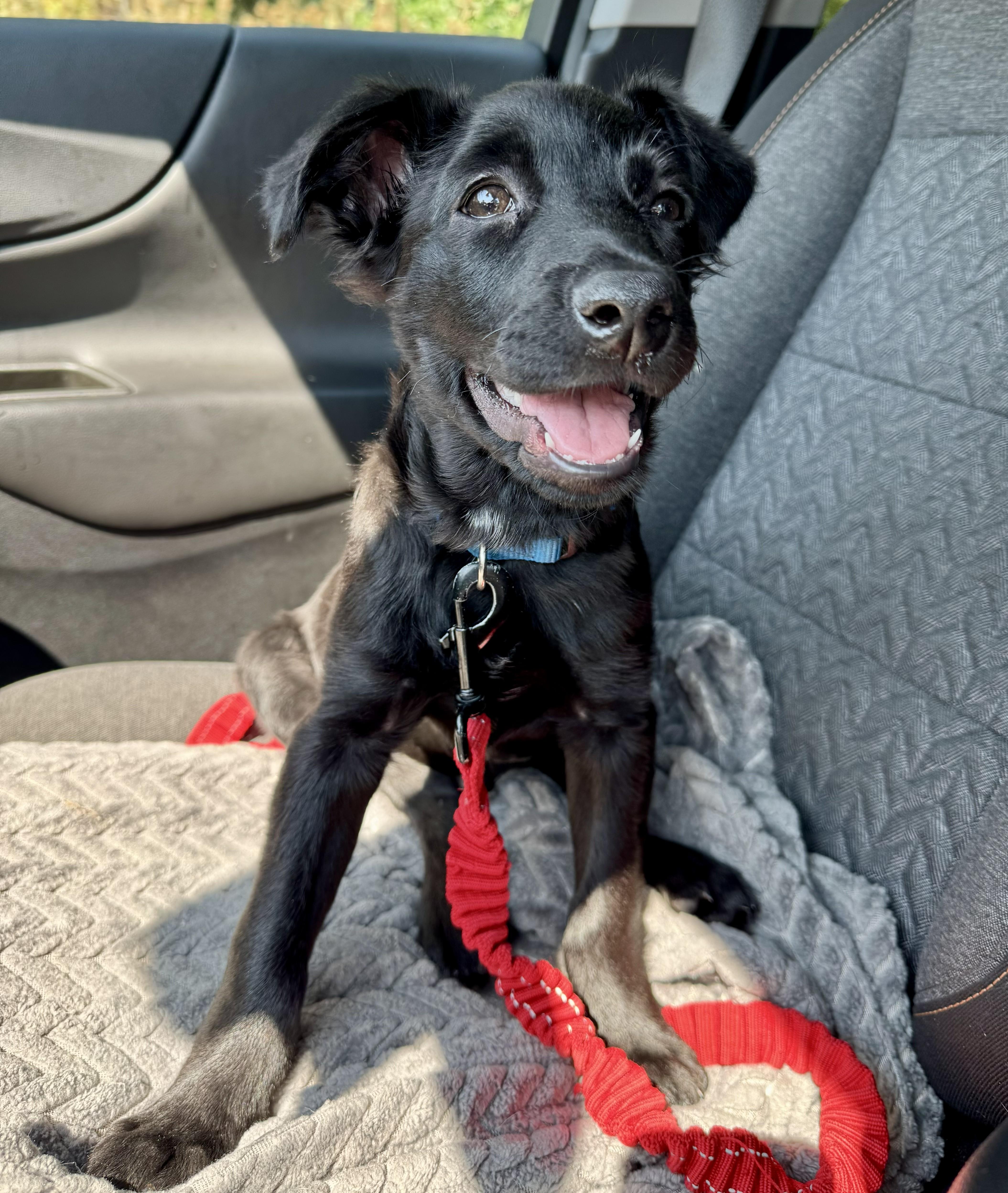 Oliver, a ADOPTABLE Mixed Breed in Schaumburg, IL image 5/5