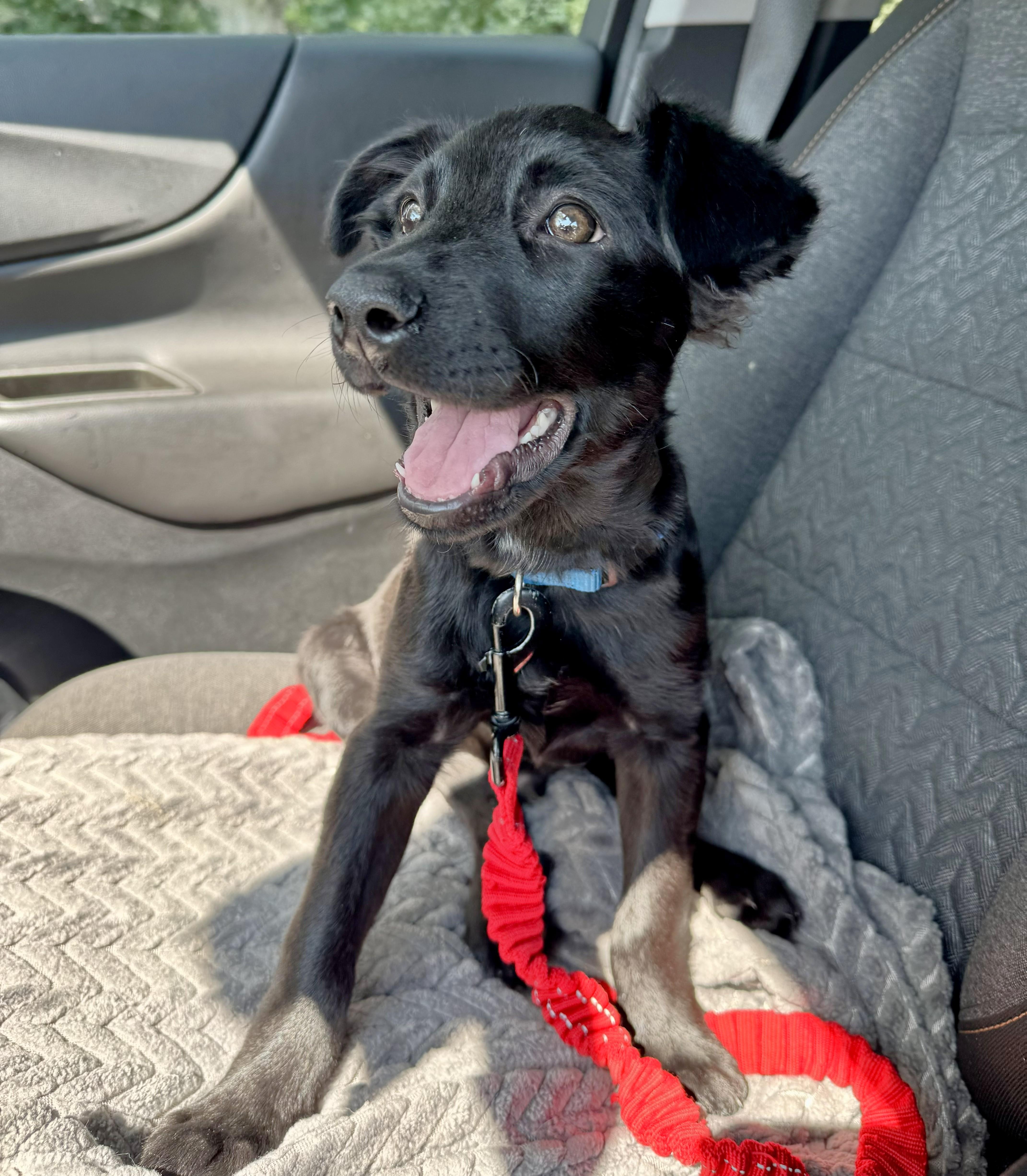 Oliver, a ADOPTABLE Mixed Breed in Schaumburg, IL image 3/5