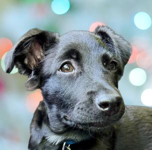 Oliver, a ADOPTABLE Mixed Breed in Schaumburg, IL image 1/5