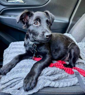 Oliver, a ADOPTABLE Mixed Breed in Schaumburg, IL image 2/5
