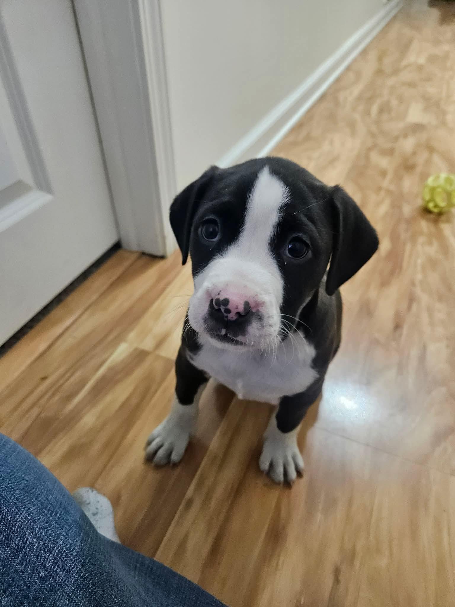 Twinkle, ADOPTABLE, Puppy Female Pit Bull Terrier.