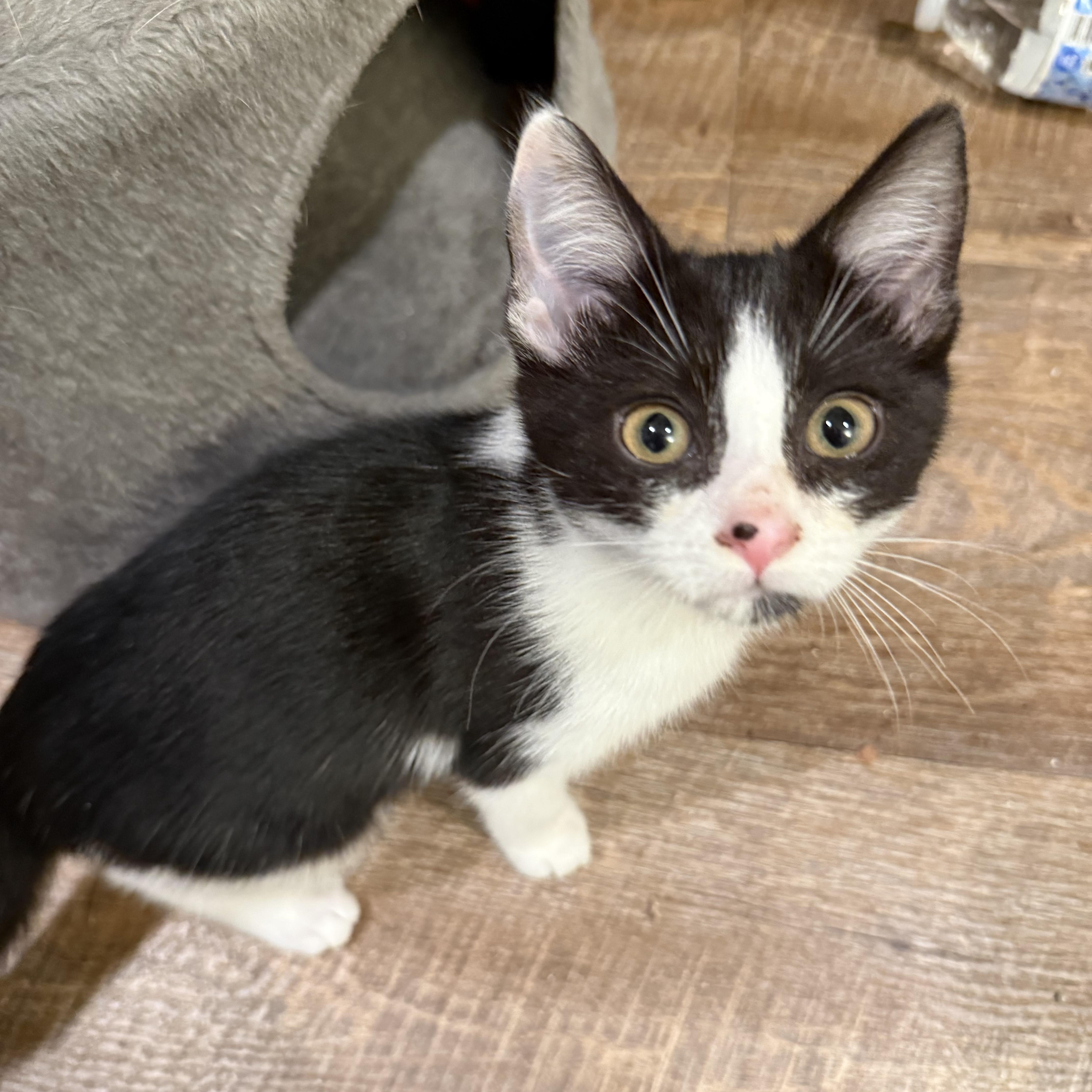 May, Adoptable, Kitten Female Domestic Short Hair.