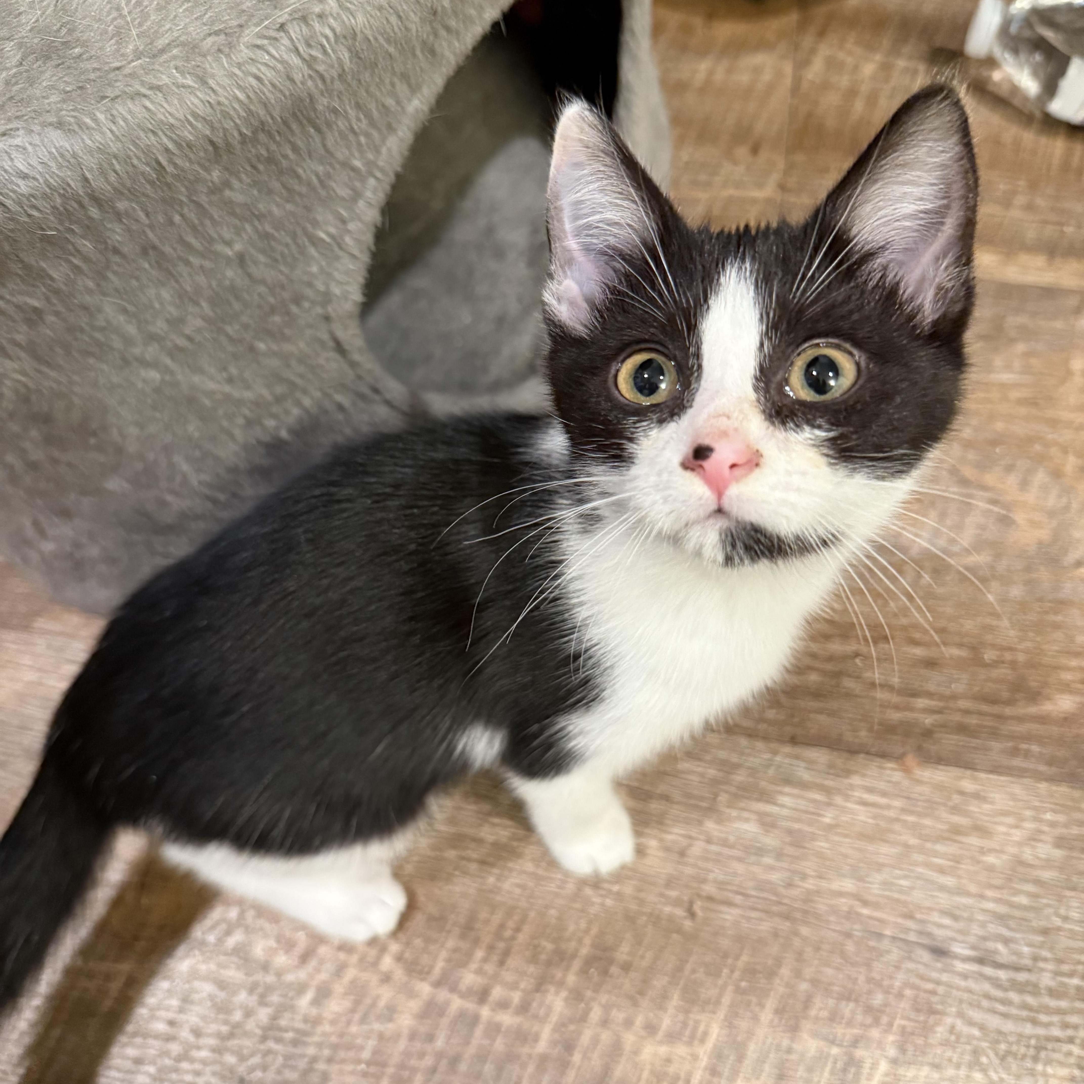 May, a Adoptable Domestic Short Hair in Charlotte, NC image 3/6