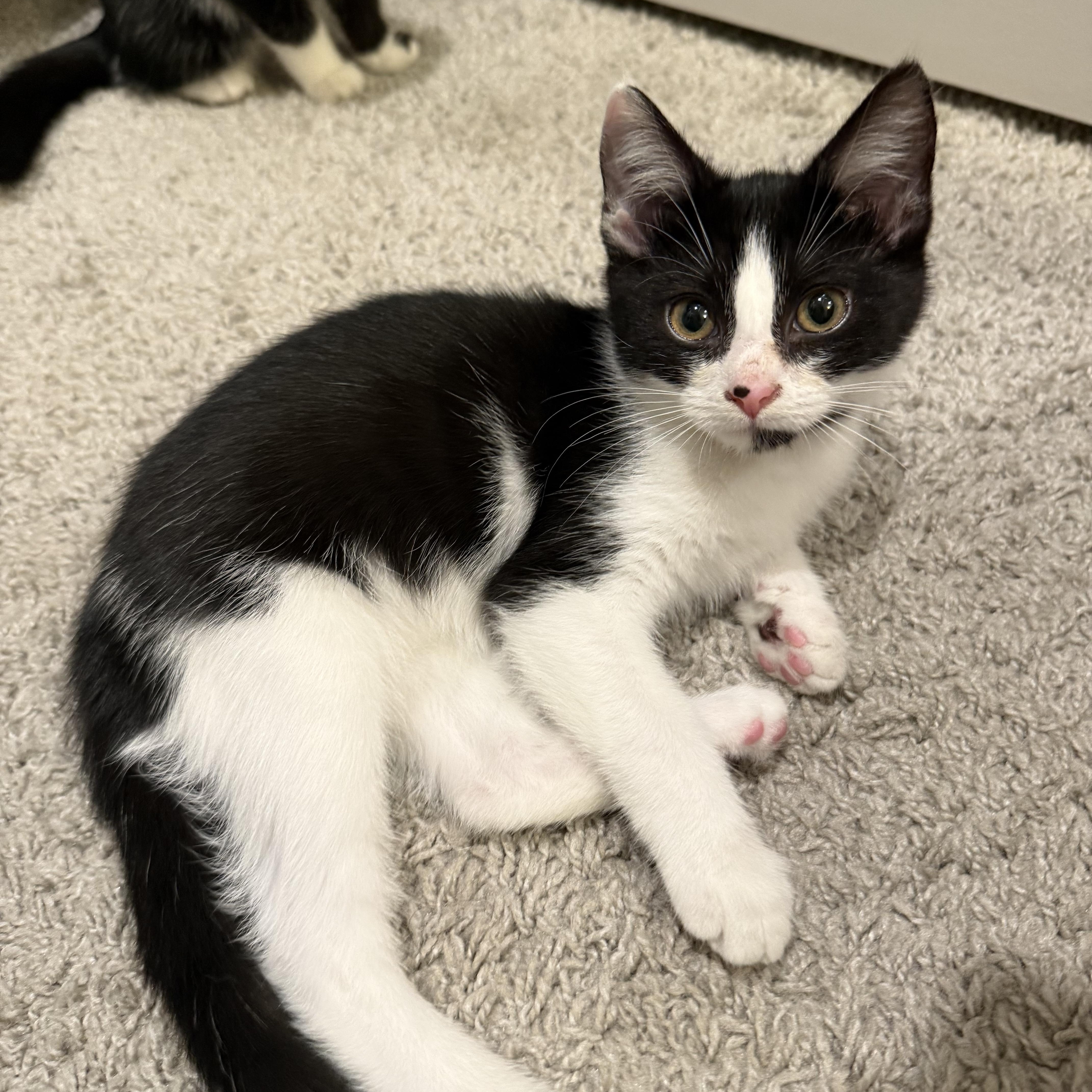 May, a Adoptable Domestic Short Hair in Charlotte, NC image 4/6