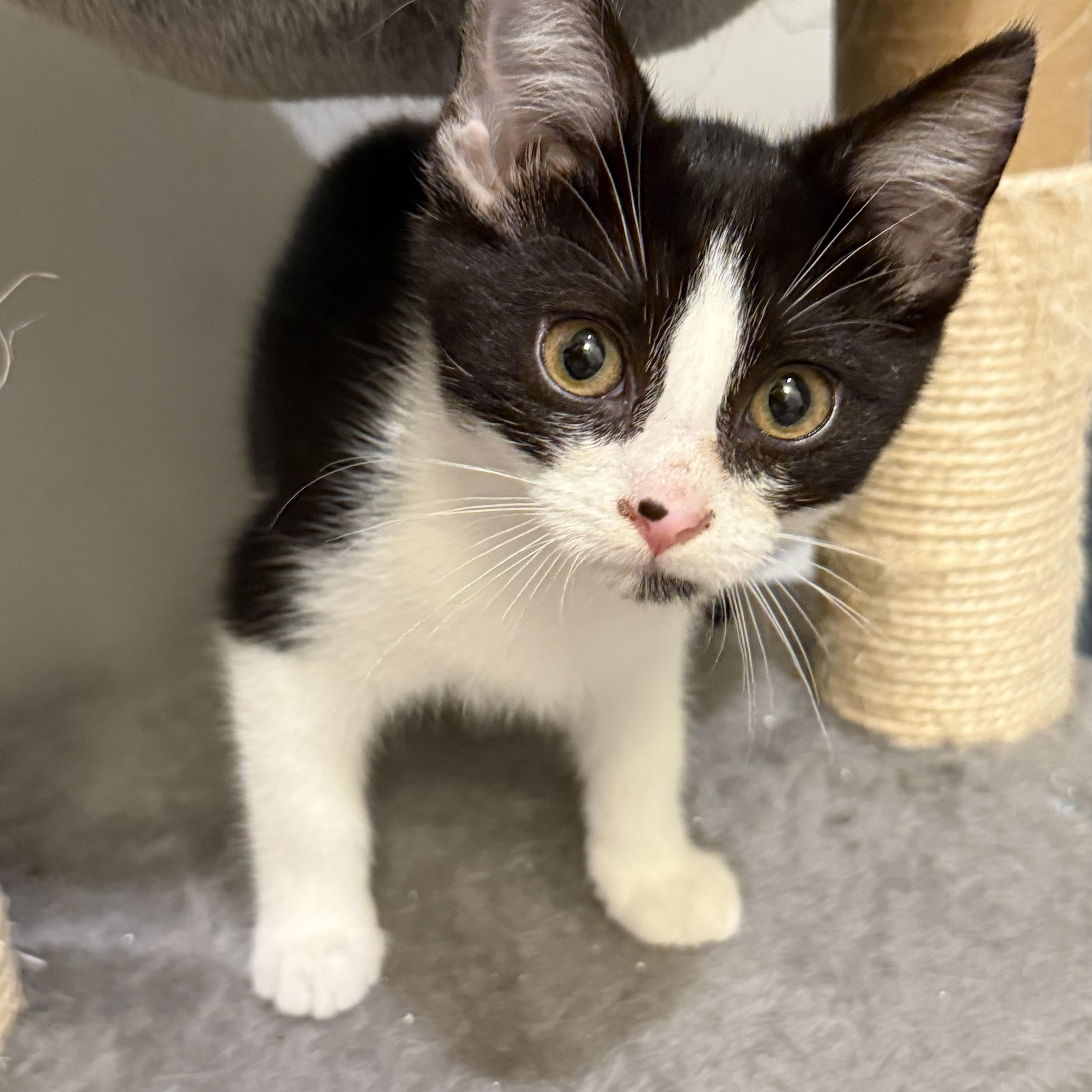 May, a Adoptable Domestic Short Hair in Charlotte, NC image 5/6