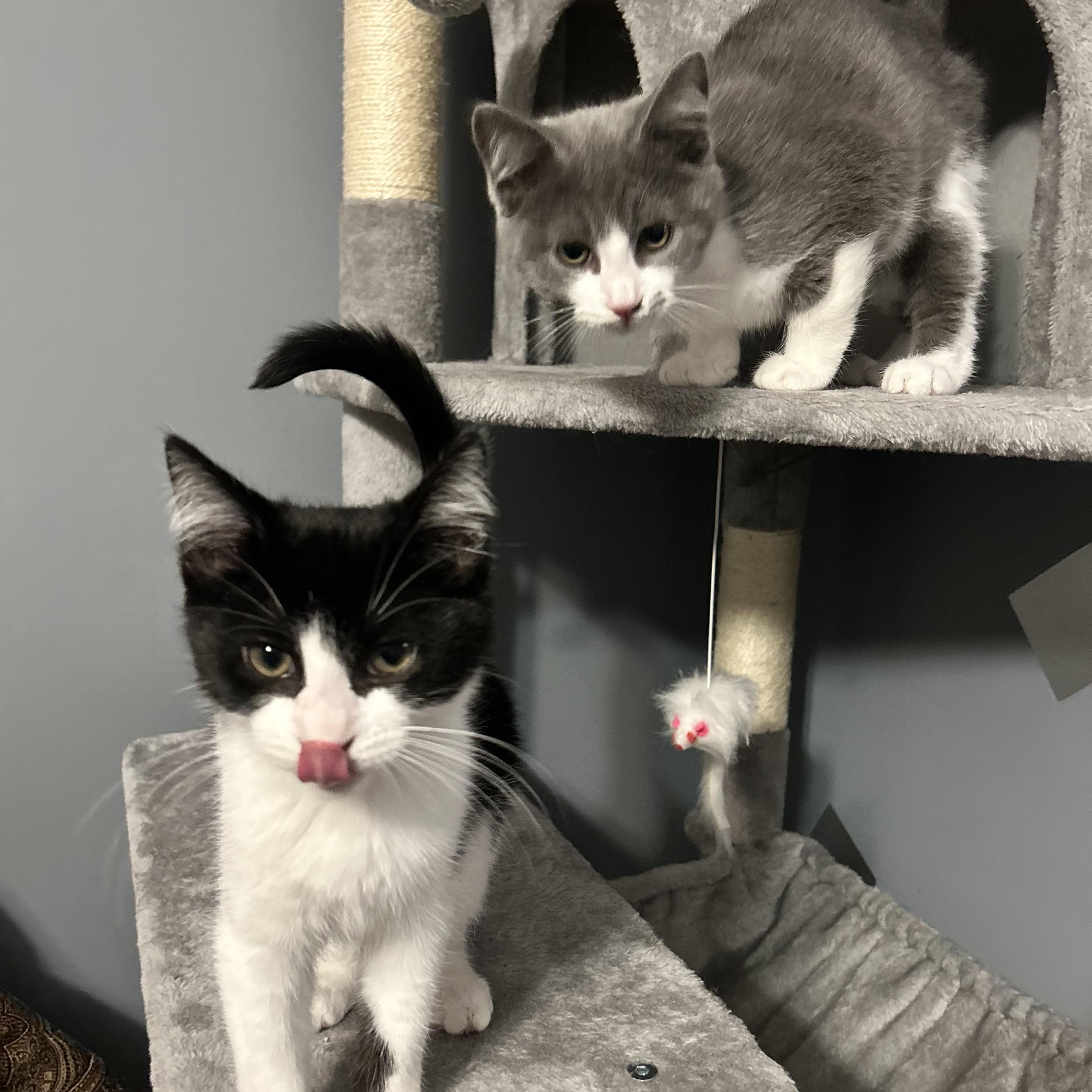 Enlarge Jay and Finch , a ADOPTABLE Domestic Short Hair in Canton, MA image 3/4