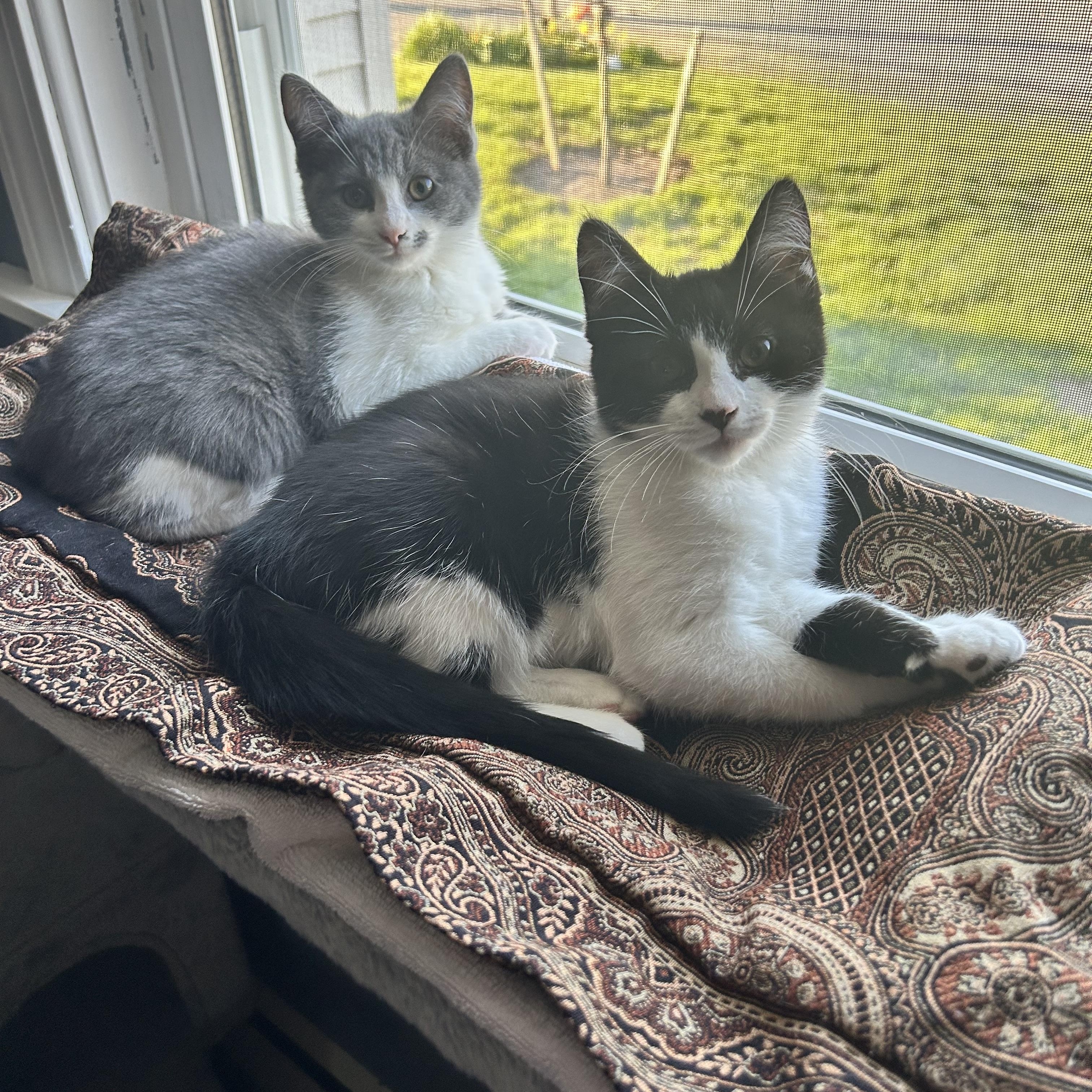 Jay and Finch , ADOPTABLE, Kitten Female Domestic Short Hair.