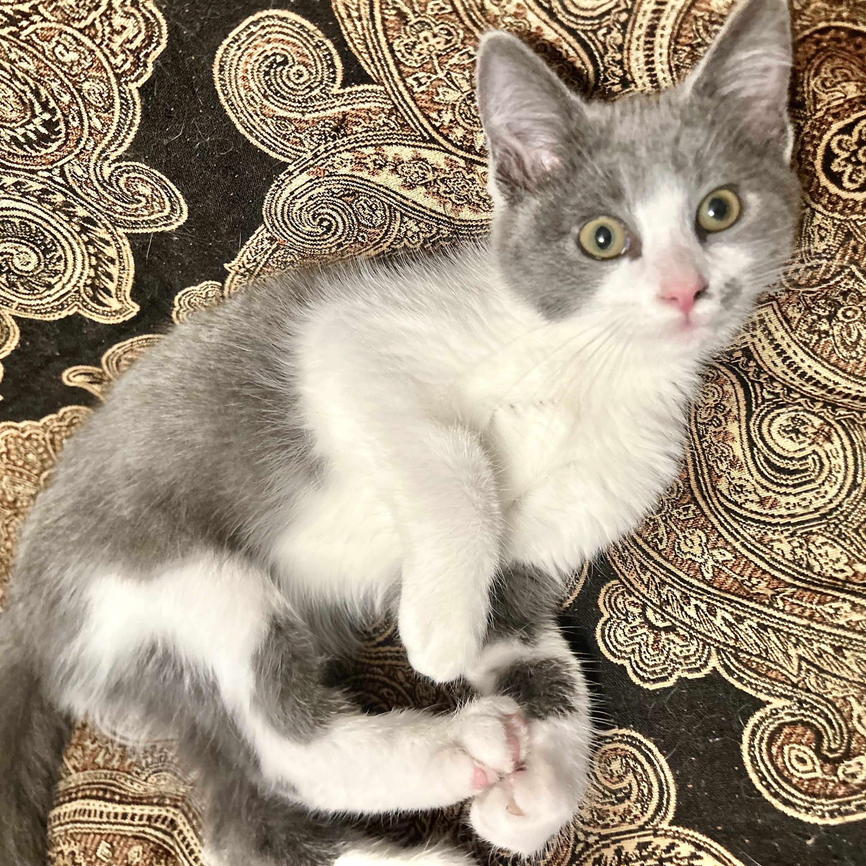 Enlarge Jay and Finch , a ADOPTABLE Domestic Short Hair in Canton, MA image 2/4