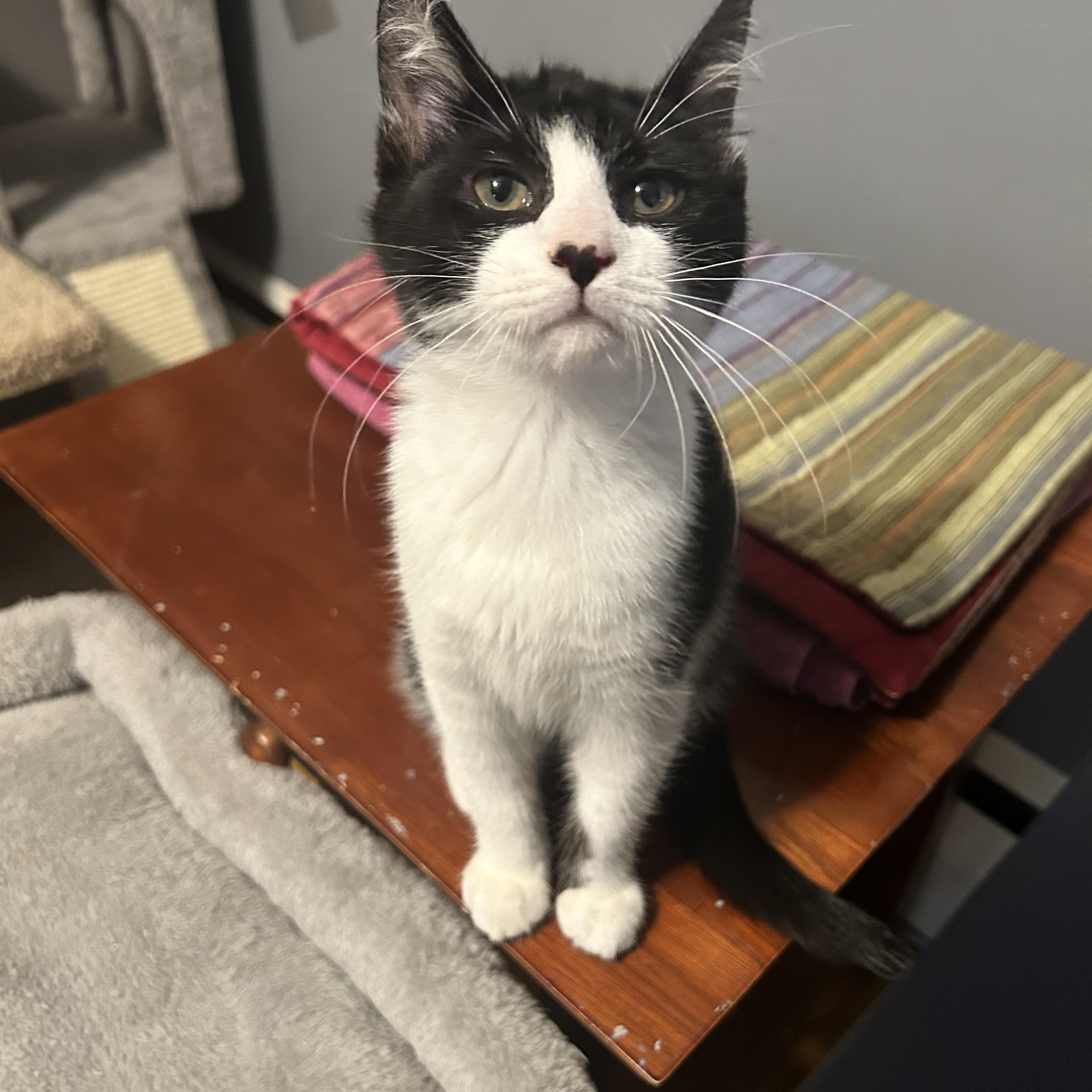 Enlarge Jay and Finch , a ADOPTABLE Domestic Short Hair in Canton, MA image 4/4