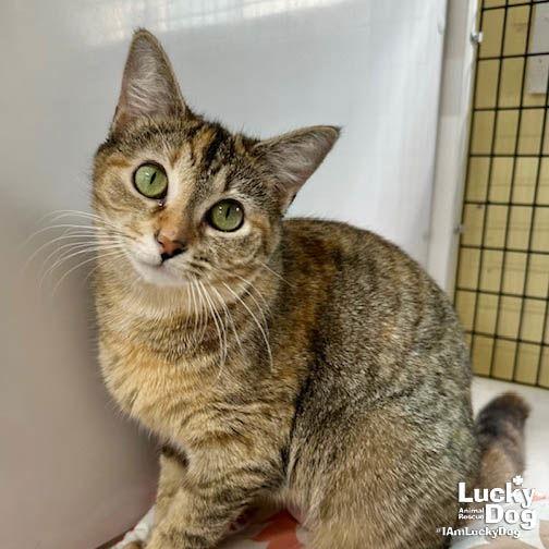 Enlarge Agatha, a Adopted mixed breed in Washington, DC image 2/3