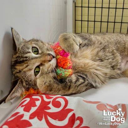 Enlarge Agatha, a Adopted mixed breed in Washington, DC image 3/3