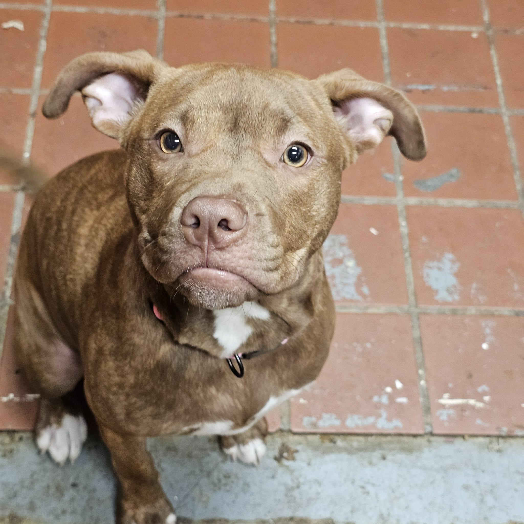 Priscilla, adoptable, Young Female Mixed Breed.