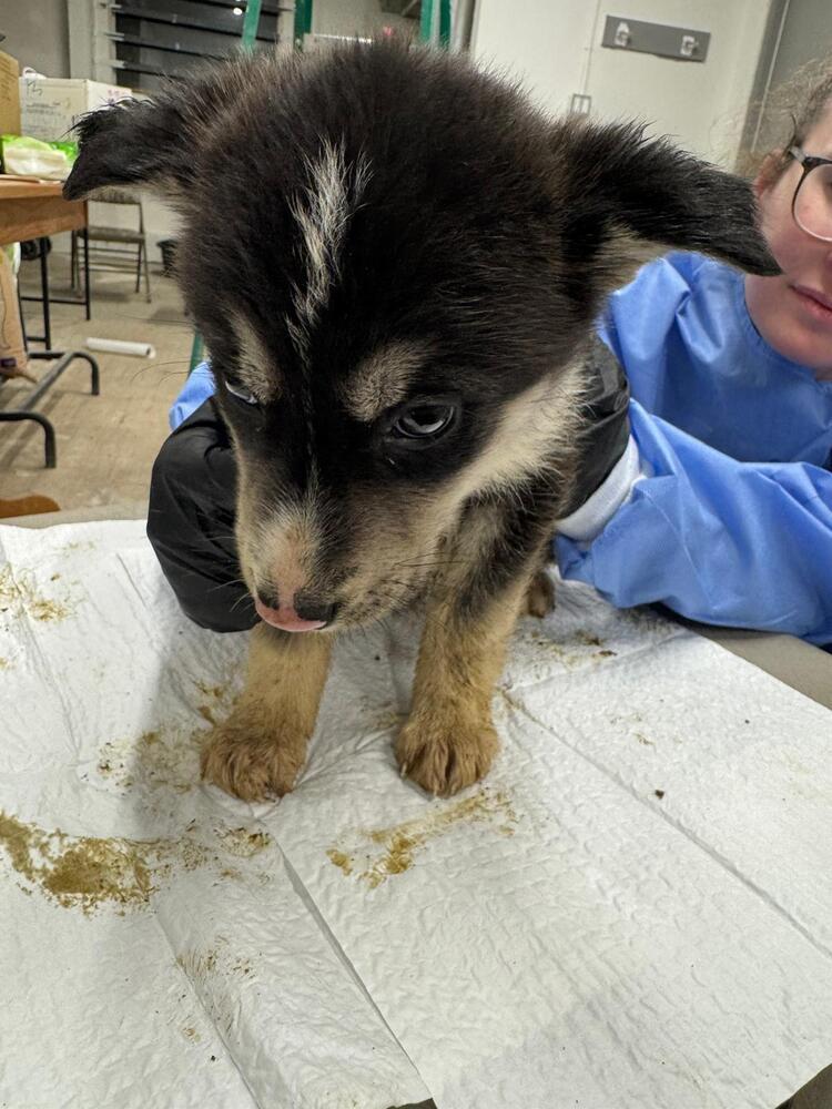 Coydog, Adoptable, Puppy Male Husky & Mixed Breed.