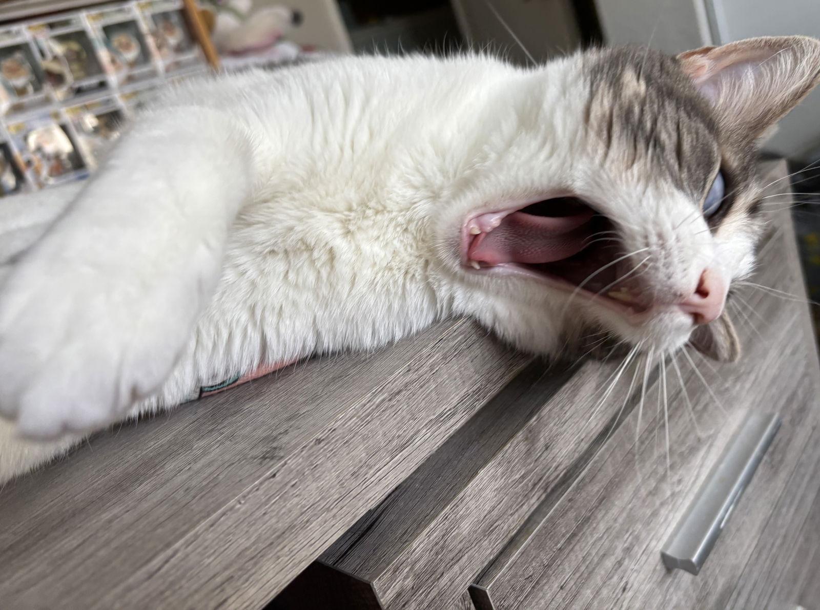 Stormi, Adoptable, Adult Female Domestic Short Hair.