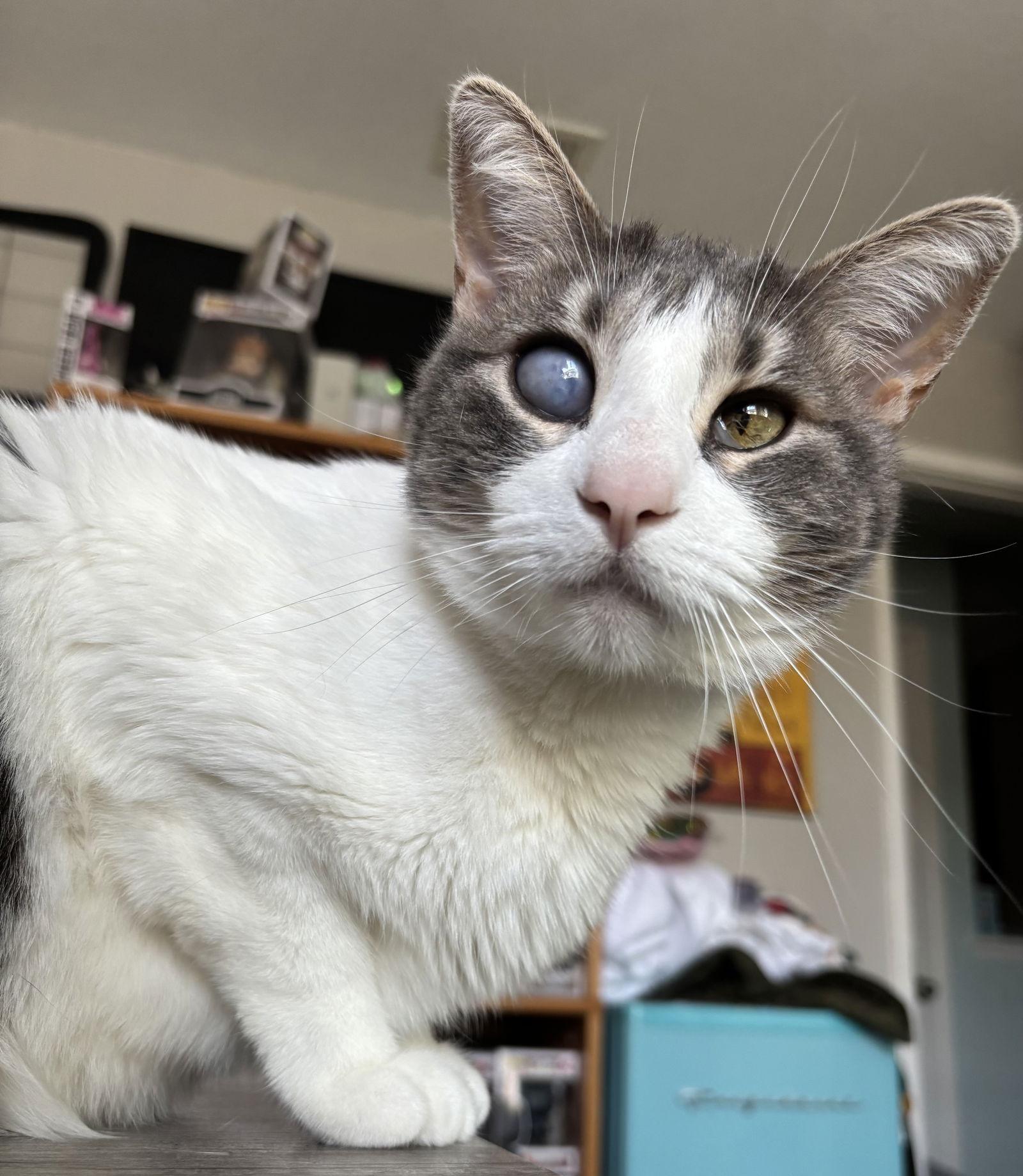 Stormi, a Adoptable Domestic Short Hair in Vacaville, CA image 2/3