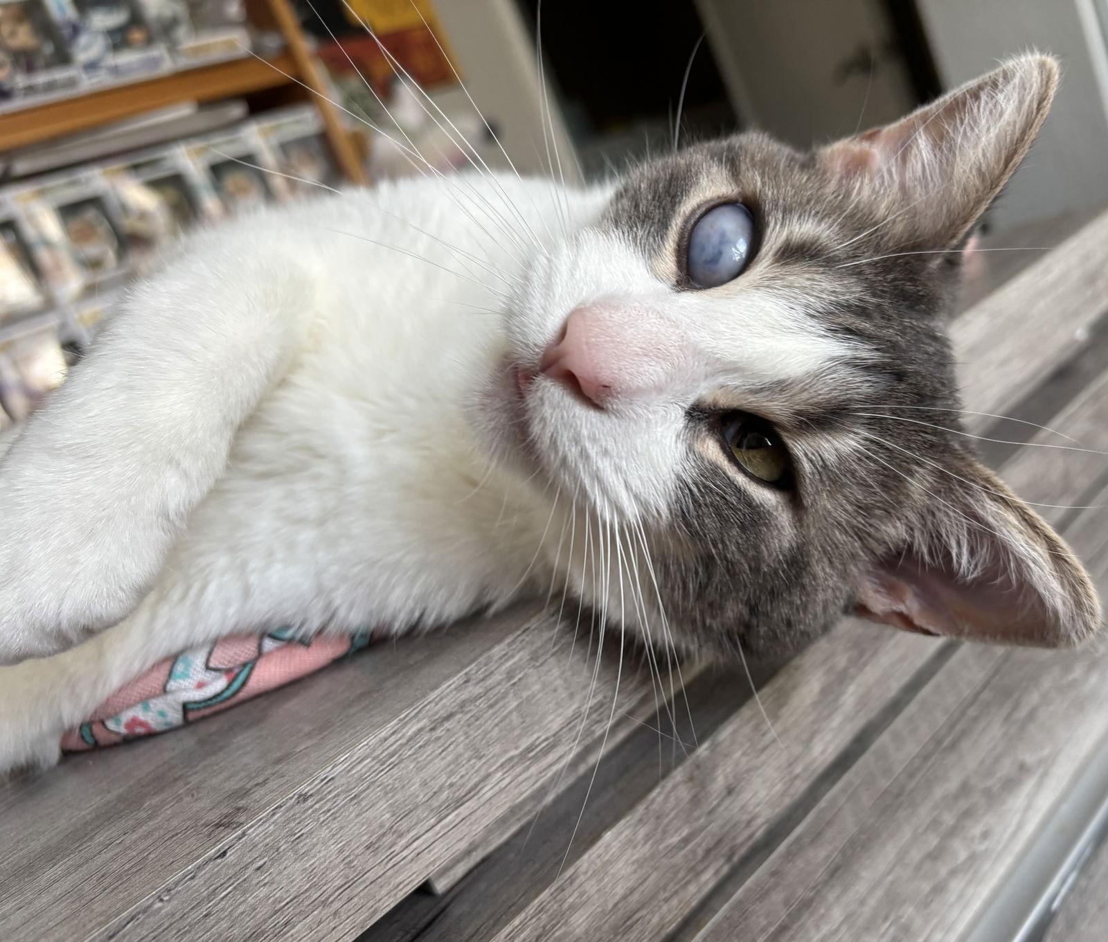 Stormi, a Adoptable Domestic Short Hair in Vacaville, CA image 3/3