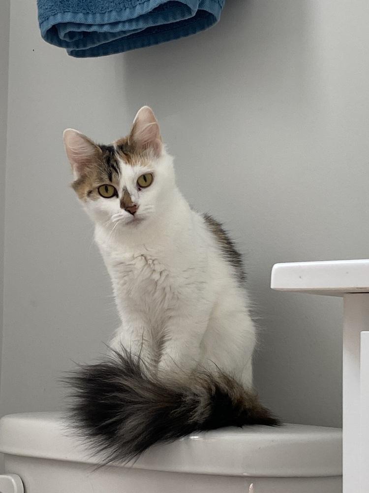 Enlarge Smores CR, a Adoptable Domestic Long Hair in Greenville, SC image 1/2