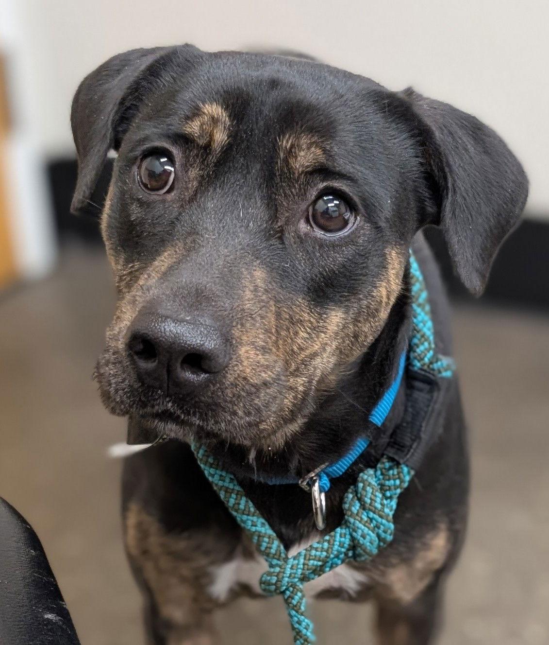 Auggie, Adoptable, Young Female Rottweiler.