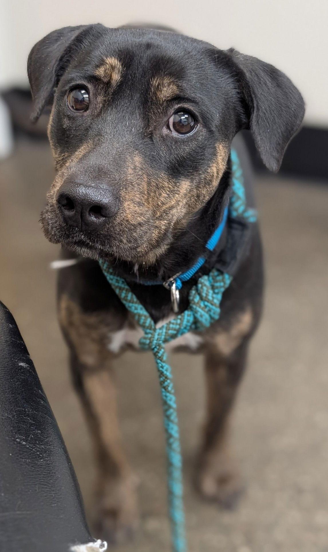 Enlarge Auggie, a Adoptable Rottweiler in Hillsboro, NH image 2/3