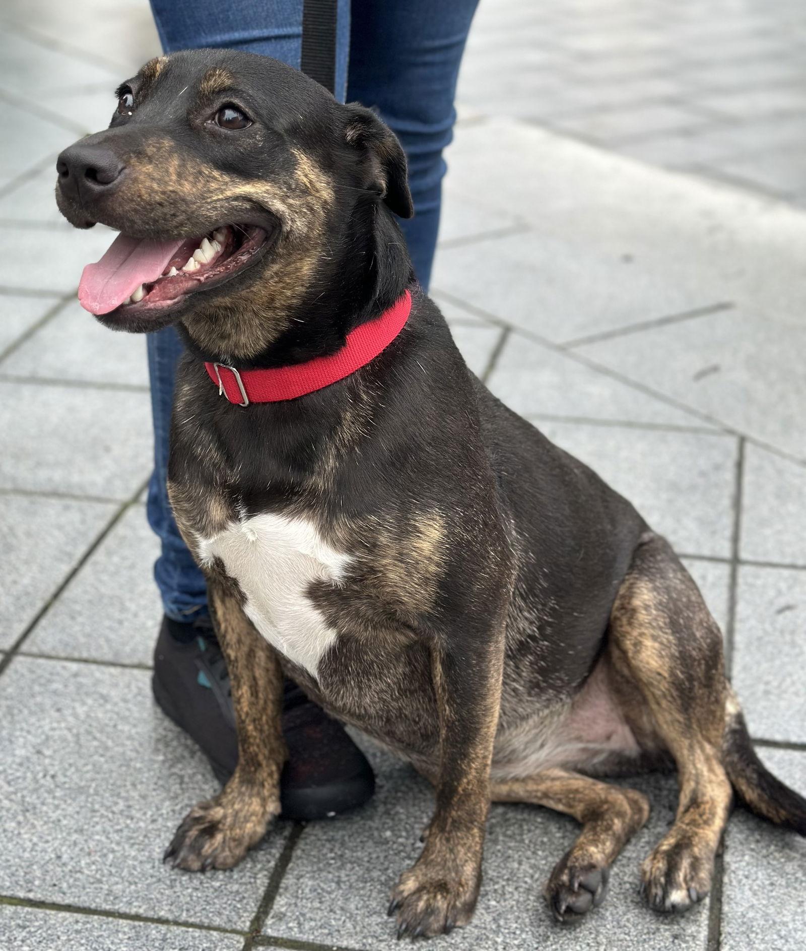 Enlarge Auggie, a Adoptable Rottweiler in Hillsboro, NH image 3/3