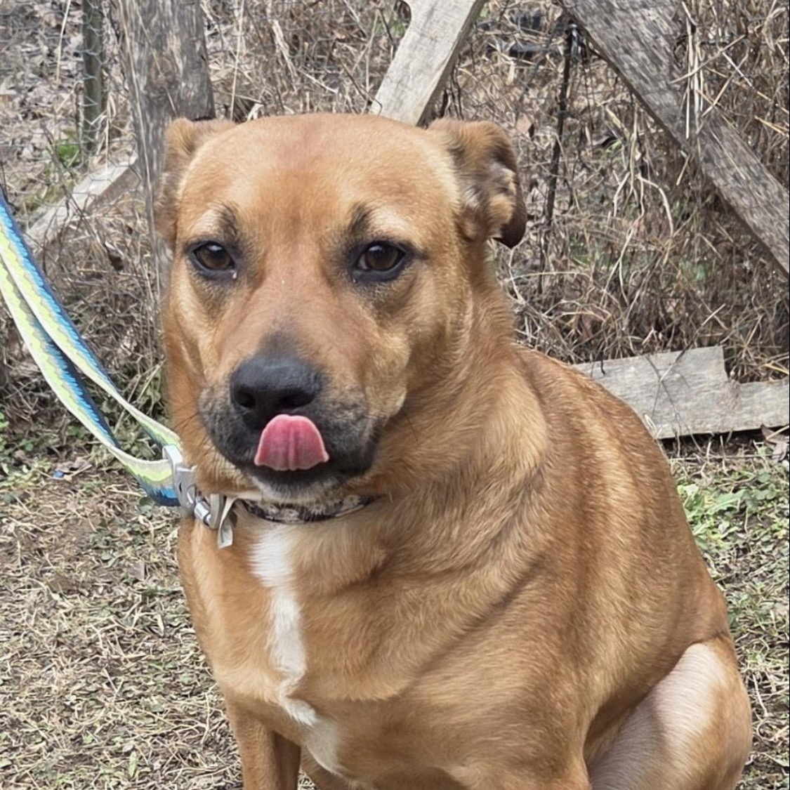 Nola, adopted, Adult Female Australian Shepherd & Carolina Dog.